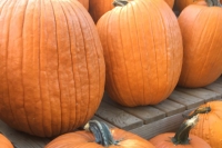 Several large and weird shaped pumpkins sitting on wooden steps/platforms